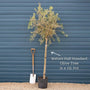 Patio Olive Tree | Olea europaea Mediterranean Fruit Trees