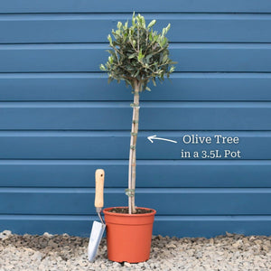 Patio Olive Tree | Olea europaea Mediterranean Fruit Trees