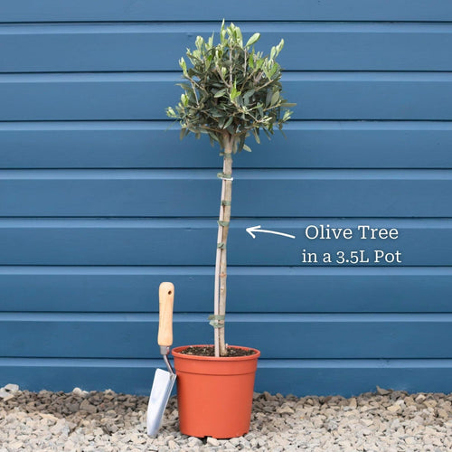 Patio Olive Tree | Olea europaea Mediterranean Fruit Trees