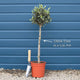 Patio Olive Tree | Olea europaea Mediterranean Fruit Trees