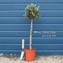 Patio Olive Tree | Olea europaea Mediterranean Fruit Trees