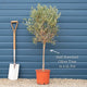 Patio Olive Tree | Olea europaea Mediterranean Fruit Trees
