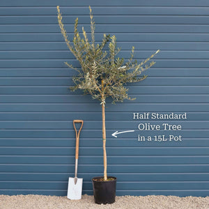 Patio Olive Tree | Olea europaea Mediterranean Fruit Trees
