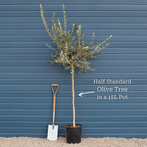 Patio Olive Tree | Olea europaea Mediterranean Fruit Trees