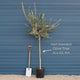 Patio Olive Tree | Olea europaea Mediterranean Fruit Trees