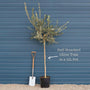 Patio Olive Tree | Olea europaea Mediterranean Fruit Trees