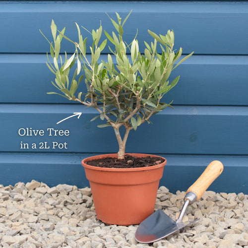 Patio Olive Tree | Olea europaea Mediterranean Fruit Trees