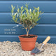 Patio Olive Tree | Olea europaea Mediterranean Fruit Trees