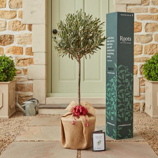 Olive Tree Gift Gift Option