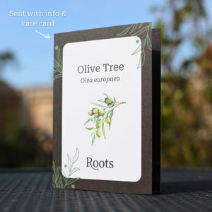 Olive Tree Gift Gift Option