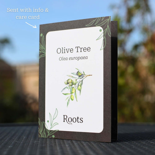 Olive Tree Gift Gift Option