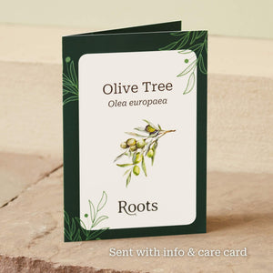 The Olive Tree Gift Gift Option