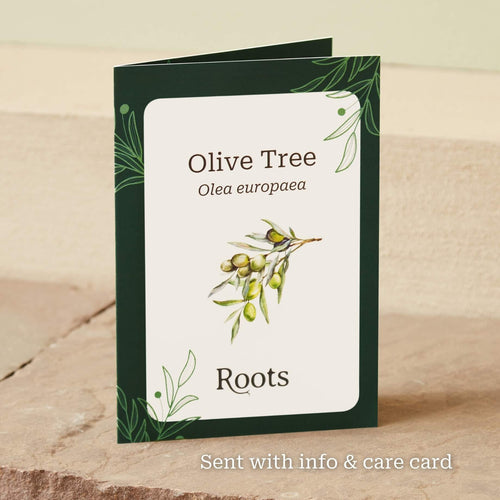 The Olive Tree Gift Gift Option