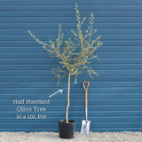 Patio Olive Tree | Olea europaea Mediterranean Fruit Trees