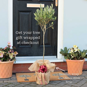 Patio Olive Tree | Olea europaea Mediterranean Fruit Trees