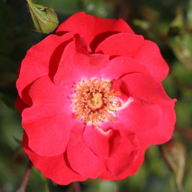 'Olympic Flame' Climbing Rose Shrubs
