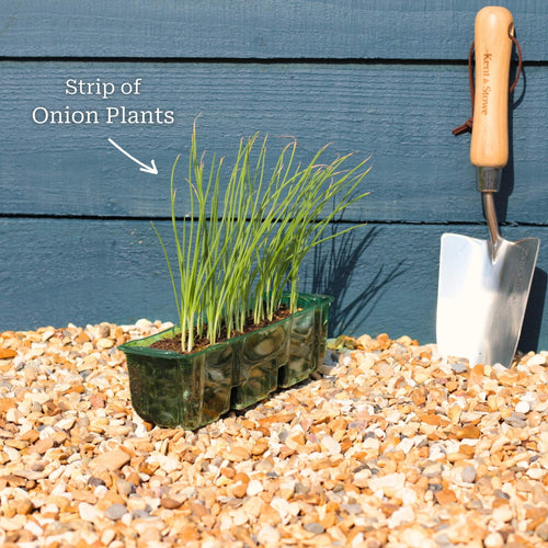 Quick Growing Salad Plant Collection Vegetables