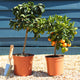 Orange and Lemon Trees | Perfect Partners Trained Fruit Trees
