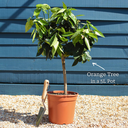 Blood Orange Tree | Citrus sinensis Trained Fruit Trees