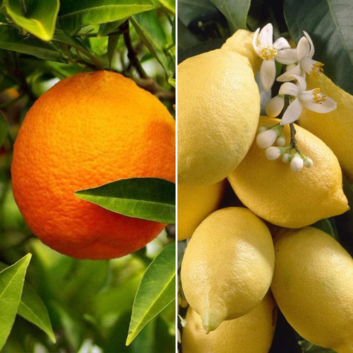 Orange and Lemon Trees | Perfect Partners Fruit Trees