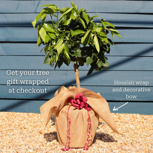 Blood Orange Tree | Citrus sinensis Trained Fruit Trees