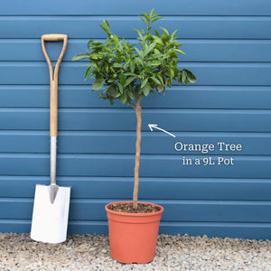Patio Orange Tree | Sweet Orange Mediterranean Fruit Trees