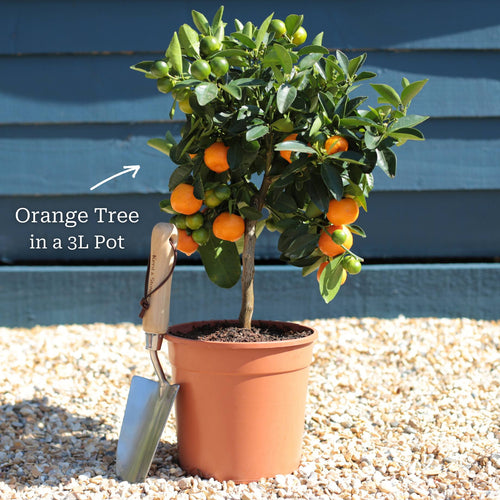 Patio Orange Tree | Sweet Orange Trained Fruit Trees