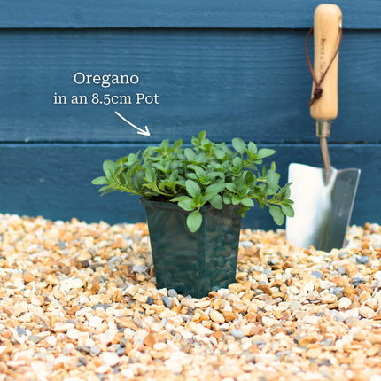 'Hot & Spicy' Oregano Plant Vegetables