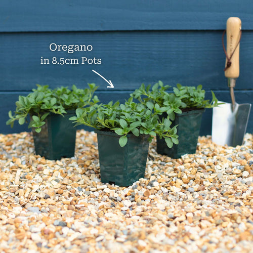 'Hot & Spicy' Oregano Plant Vegetables