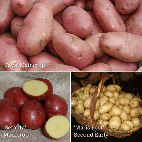 Organic Growing Seed Potato Pack | Growers' Choice Vegetables
