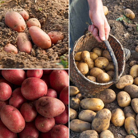Organic Growing Seed Potato Pack | Growers' Choice Vegetables