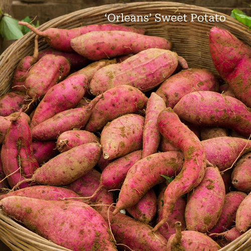 Best Sweet Potato Plants | Grower's Choice Vegetables