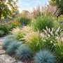 Airy & Architectural Ornamental Grass Collection Perennial Bedding