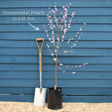 'Taoflora White' Peach Tree Ornamental Trees