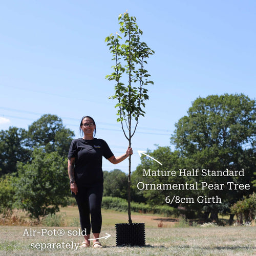Ornamental Pear Tree | Pyrus 'Chanticleer' Ornamental Trees