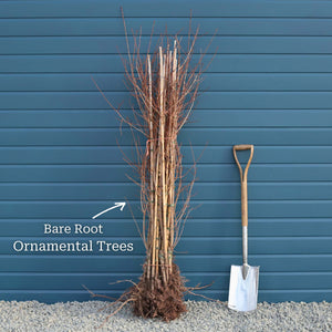 Vilmorin's Rowan Tree | Sorbus vilmorinii Ornamental Trees