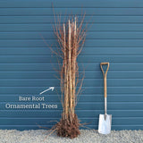 Vilmorin's Rowan Tree | Sorbus vilmorinii Ornamental Trees