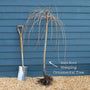 Golden Weeping Willow Tree | Salix 'Chrysocoma' Ornamental Trees