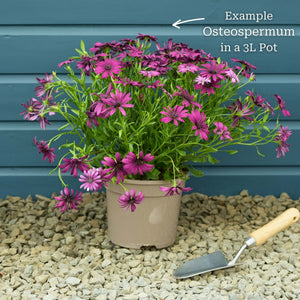 Osteospermum 'Tresco Purple' Perennial Bedding