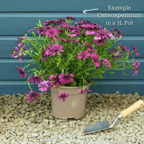Osteospermum 'Tresco Purple' Perennial Bedding
