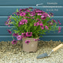 Osteospermum 'Tresco Purple' Perennial Bedding