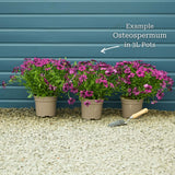 Osteospermum 'Tresco Purple' Perennial Bedding