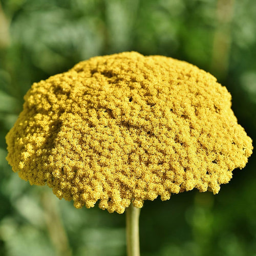 Yarrow | Achillea 'Cloth of Gold' Perennial Bedding