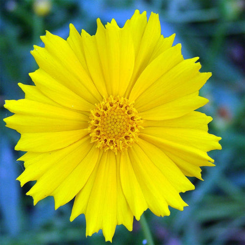 Coreopsis 'Corey Single Gold' Perennial Bedding