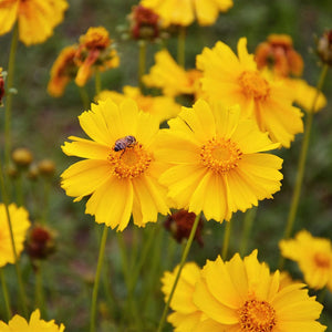 Coreopsis 'Corey Single Gold' Perennial Bedding