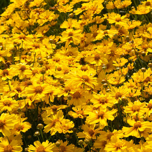 Coreopsis 'Corey Single Gold' Perennial Bedding