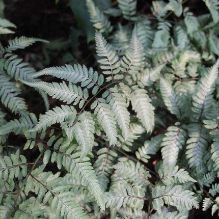 Painted Lady Fern | Athyrium Niponicum 'Pictum' Perennial Bedding