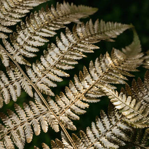 Painted Lady Fern | Athyrium Niponicum 'Pictum' Perennial Bedding