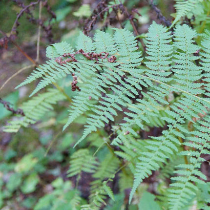 Painted Lady Fern | Athyrium Niponicum 'Pictum' Perennial Bedding