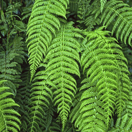 Alpine Wood Fern | Dryopteris Wallichiana 'Jurassic Gold' Perennial Bedding